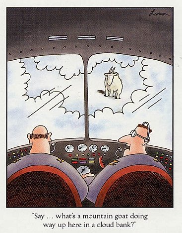 Goats!!!